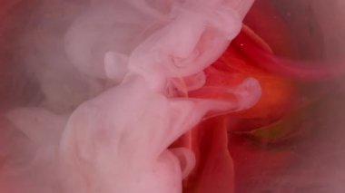 Dikey video. Duman girdabı. Sanat doğası. Gül yaprağına yuvarlak, pürüzsüz pembe şeftali lekesi mürekkebi dökülmüş. Doğa çiçeği soyut bulanık su arkaplanını karıştır .