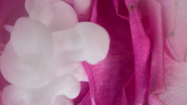 Dikey video. Duman sıvısı. Yaprak dumanı. Gül çiçeğini kaplayan beyaz dalga boyalı duman. Odaklanmamış pembe lens sanat soyut dekoratif arkaplan .