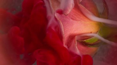 Dikey video. Duman sıvısı. Yaprak dumanı. Kırmızı dalga boyası, gül çiçeğini kaplayan sis bulutu. Odaklanmamış lens sanatı soyut dekoratif arkaplan .