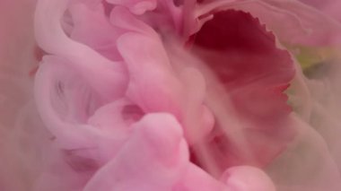 Dikey video. Mistik duman. Su altı yaprakları. Kırmızı çiçek tomurcuğuna pembe mürekkep damlatın. Haze karanfili doğa mercekleri soyut arkaplan suyu bulanıklaştırır.