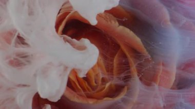 Dikey video. Gül goncası. Su boyası sıçraması. Odaksız beyaz kırmızı çiçek yaprakları sis dalgası olgun akış soyut sanat yaratıcı arka planda yayılıyor.