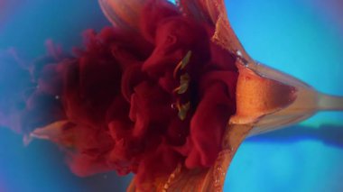 Dikey video. Sanat sıvısı. Duman boyası. Kırmızı turuncu toz pigmenti doğal çiçeğin üzerine damlıyor. Odaklanmamış küre neon mercek spektrumu mavi soyut su arkaplanı.