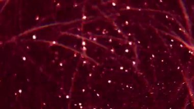 Görüntü diskosu titreşiyor. Parıltı parıldıyor. Siyah desen üzerinde hareket eden odaksız parlaklık mercekleri kırmızı kaleydoskop soyut arka plan.