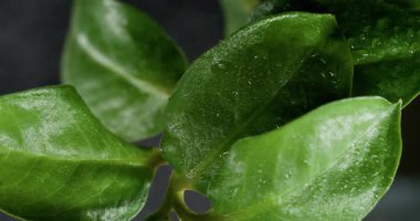 Bitki damlası. Buhar arka planı. Odaklanamayan yeşil yapraklı doğa suyu, tropikal soyutlama üzerindeki çiçekli çiğ organik dokuyu ıslatıyor..