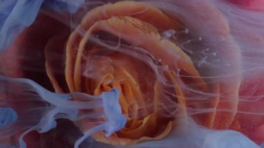 Dikey video. Boya çiçeği. Duman bulutu. Odaklanmamış kırmızı turuncu renkli bitki doğası su altında gül yaprakları soyut arka planda buhar akışı.