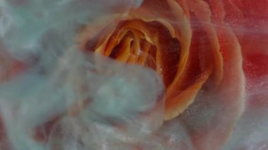 Dikey video. Çiçek arkaplan. Boya sıçraması. Suyun içindeki mavi turuncu renkli yapraklar duman bulutu buhar soyut sanata yayılıyor..