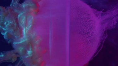 Dikey video. Parlatıcı boya. Köpüklü top. Soyut sanat arkaplanı üzerine odaklanmış mor neon rengi ıslak geometrik bulut yuvarlak dokusu.