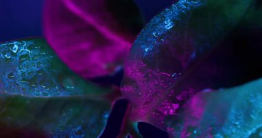 Islak yaprak. Su dokusu. Odaklanmamış mor neon rengi bitki sıvısı soyut koyu siyah tropikal zemin üzerine düşer..