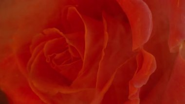 Dikey video. Gül sisi. Çiçek buharı. Odaklanmamış kırmızı bitki yaprakları soyut sanatın parlak arka planında suda yüzen sıvı doğa mürekkebi..