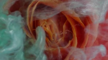 Dikey video. Su damlası gülü. Islak çiçek dokusu. Odaklanmamış mavi turuncu renk bitki yaprakları sıvı bulut doğa boyası soyut sanat arka planında yüzüyor..