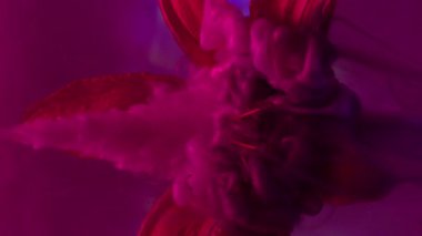 Dikey video. Mürekkep buharı. Çiçek dumanı. Pembe akış kırmızı zambak yapraklarına düşer. Bulanık mor parıltı üzerinde sisli renk tozu karışımı yuvarlak neon fon.