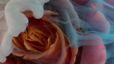 Dikey video. Çiçek yaprakları. Duman boyası sıçraması. Odaklanmamış mavi, kırmızı, gül desenli, soyut sanat arka planında yüzen bitki mürekkebi..