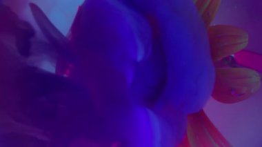 Dikey video. Boya buharı. Su altı yaprakları. Papatya çiyi çiçeğinin üzerine suluboya dalgası döküldü. Mor mor neon bulutlar doğanın etrafında soyut bulanık arkaplan.