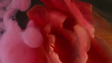 Dikey video. Çiçek buğusu. Boya tomurcuğu. Odaklanmamış pembe turuncu çiçek yaprakları su buharında bitki yaprakları soyut sanat eserlerinin parlak arka planında doğa akışını bulutlandırır.