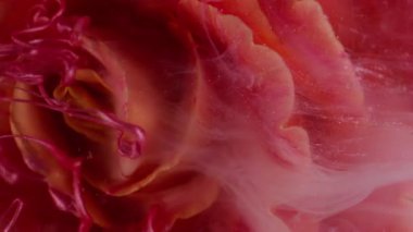 Dikey video. Çiçek boyası. Sıvı mürekkep. Odaklanmamış kırmızı pembe gül rengi bitki suyu sıvı duman soyut yaratıcı ışıltı arka planına yayılıyor..