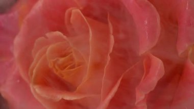 Dikey video. Sis gülü. Buhar boyası. Odaklanmamış kırmızı turuncu renkler çiçek açar. Sıvı doğanın ıslak dokusu soyut sanatın parlak arka planına yayılır..