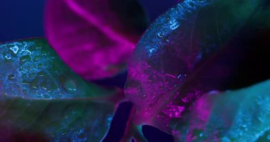 Yağmur damlası yaprakları. Doğal bitki. Soyut koyu siyah çevre arka planına odaklanmış mor floresan rengi neon buhar sıvısı.