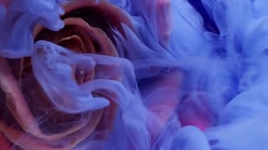 Dikey video. Su damlası gül çiçeği. Duman dokusu. Odaklanmamış pembe renk bitki yaprakları soyut sanat arka planına yayılan su mürekkebi sıvısını boyarlar..