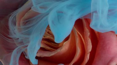 Dikey video. Gül çiçeği. Boya sıçraması. Odaklanmamış mavi bronz pembe renkli mürekkep dumanı su doğa dokusu soyut sanat arka planında yüzüyor..