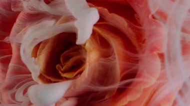 Dikey video. Çiçek arkaplan. Boya sıçraması. Odaklanmamış kırmızı pembe pembe gül yaprakları soyut yaratıcı sanat eserlerinde doğa bulutu sıvısı su damlacıkları tüttürür..