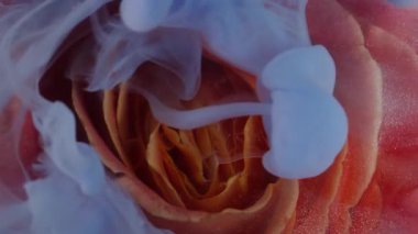 Dikey video. Gül arka planı. Sıvı sıçraması. Odaklanmamış kırmızı turuncu renkli çiçek. Çiçek çiçeği. Doğa boyası..