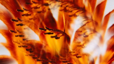 Çiçek damlası. Çiçek sanatı. Odakları çözülmüş sarı kırmızı zambak çiçeği. Doğanın mercekleri soyut ışık botanik arka planında yüzüyor..