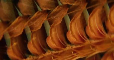 Çiçek soyutlaması. Doğa kaleydoskopu. Odaklanmamış kırmızı turuncu yeşil renk. Çiçek açan tropikal koyu siyah arkaplan üzerindeki bitki su çemberi..