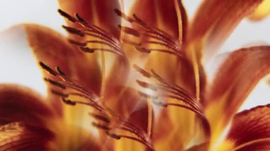 Soyut bir çiçek. Zambak ışığı. Odaklanamayan kırmızı renkli lens, doğada parlayan leke, bitkiler yaratıcı sanat eserleri üzerine hareket eden beyaz arka plan..