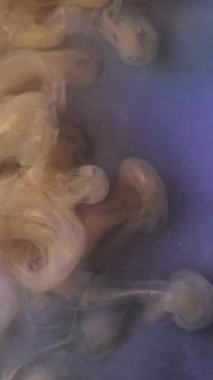 Dikey video. Dönen buhar. Duman parçası. Odaklanamayan sarı renkli bulut sıvısı soyut sanat arka planında boya mürekkebi dokusu.