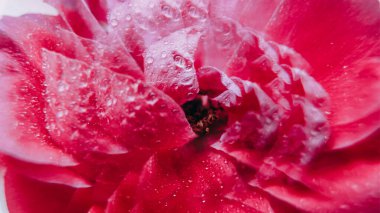 Botanik ışığı. Doğa çiçek açıyor. Odaklanmamış pembe renk gül çiçeği su damlası işaret fişeği deseni soyut beyaz arkaplanda daireler çiziyor.