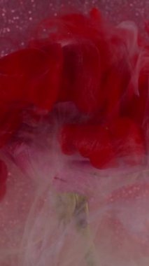 Dikey video. Sanat buharı. Gül dumanı. Çiçek dokusunda kırmızı beyaz sisli boya. Pembe yapraklı, parlak, soyut arka plan su pigmenti..