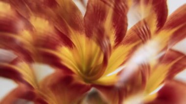 Doğa sanatı. Çiçekli kaleydoskop. Odaklanamayan sarı kırmızı renk zambak yaprakları merceklerin parlamaları soyut ışık arka planında yüzer..