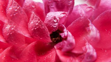 Botanik gülü. Tropik damlacık. Odaklanamayan pembe çiçek doğası egzotik alevler ıslak erkek organı hareketi soyut sanat ışığı arka planında.