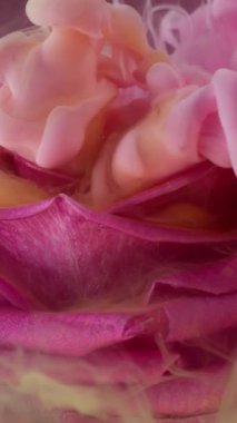 Dikey video. Dalga sisi. Gül çiçeği. Sıvı pembe turuncu boya girdaplı patlama suyu doğal tomurcuk. Sanat sıvısı karışımı soyut arkaplan dokusu.