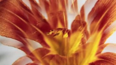 Doğa çiçek açıyor. Botanik geçmişi. Odaklanmamış kırmızı renkli lens, fistil zambak çiçeği soyut yaratıcı sanat ışığı üzerinde daireler çiziyor..