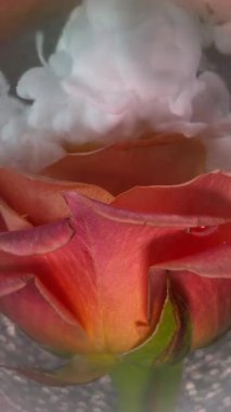 Dikey video. Mürekkep sisi. Sanat çiçeği. Gül yapraklarının üzerine beyaz pigment dumanı dökülüyor. Soyut doğa bulanık pembe şeftali bulutu parıltılı gri su arka planı .