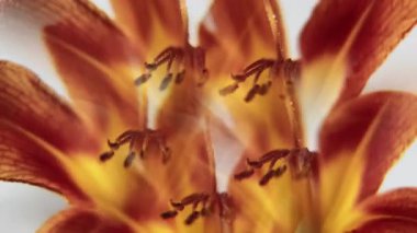 Lily pistils. İşaret fişeği ışığı. Soyut beyaz yaratıcı arka planda dönen kırmızı, sarı, ıslak, doğal lens suyu..