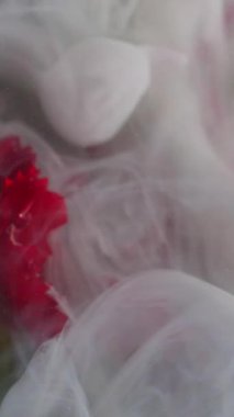 Dikey video. Grunge dumanı. Karanfil çiçeği. Yumuşak kıvrımlı gri mürekkep suya su sıçratır. Sanat sıvısı kırmızı tomurcuk yaprağı soyut arkaplan yüzeyini dağıttı.