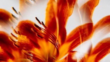 Lily Botanik. Çiçek sanatı. Odaklanmamış kırmızı çiçek doğası soyut yaratıcı çiçek arkaplanda bitki tomurcuğu hareketi beyaz ışık arkaplanı.