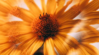 Doğa sanatı. Çiçekli kaleydoskop. Odaklanamayan sarı renkli papatya yaprağı mercek parlak sis soyut ışık arka planına yayılıyor..