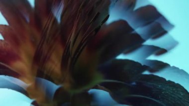 Sıvı çiçek. Doğayı parlat. Odaklanmamış kırmızı neon rengi zambak yaprakları çiçek açar. Lens, soyut ışık arka planında leke oluşturur..