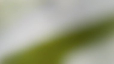 Ray parlak. Görüntü pırıltısı. Odaklanmamış yeşil renkli yanıp sönen lens soyut sanat eseri beyaz sütlü kristal arka planda parıldıyor.