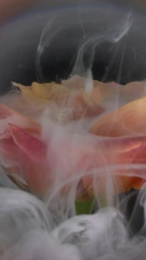 Dikey video. Duman sıvısı. Yaprak dumanı. Beyaz şeftali rengi boya damlası gül çiçeği tomurcuğunu kaplıyor. Odaklanmamış lens soyut bulanık arkaplan .