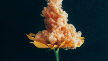 Botanik boyası. Mürekkep dalgası. Odaklanmamış sarı duman dokusu zambak doğası sıvısı soyut sanat üzerinde yüzüyor koyu siyah arkaplan.