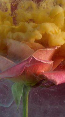 Dikey video. Sanat bulanıklığı. Gül dumanı. Sarı peçe renginde boya çiçeğin üzerine düşüyor. Doğanın taç yaprağı parıldıyor. Mor, soyut arka plan rengi su pigmenti yayılıyor..