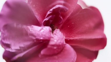 Tropik çiçek. Su gülü. Odaklanmamış pembe renk bitki dokusu mercek soyut açık beyaz arkaplan üzerinde hareket eder.