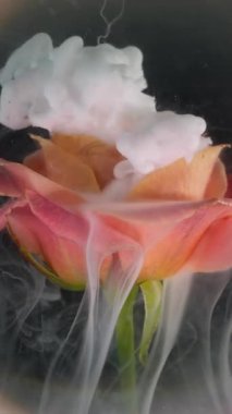 Dikey video. Mistik duman. Su altı yaprakları. Çiçek tomurcuğuna beyaz puf püskürtme mürekkebi. Haze gül doğal bulanık lens soyut arkaplan suyu.