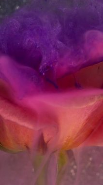 Dikey video. Mürekkep sisi. Sanat çiçeği. Gül yaprağında pürüzsüz renkli duman pudrası akışı. Soyut doğa menekşe mor bulut simli su arkaplanını çözdü .