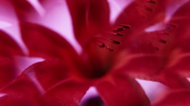 Lily çiçek açıyor. Doğa tropikal. Odaklanmamış pembe neon rengi çiçek yaprakları soyut sanat ışığı çiçek arkaplanında parıldıyor..