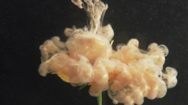 Botanik boyası. Mürekkep dalgası. Odaklanmamış sarı duman dokusu zambak doğası sıvısı soyut sanat üzerinde yüzüyor koyu siyah arkaplan.